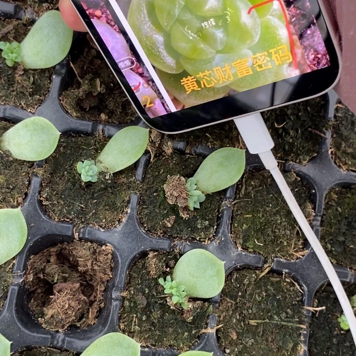 花开财富7芽苗一个多肉