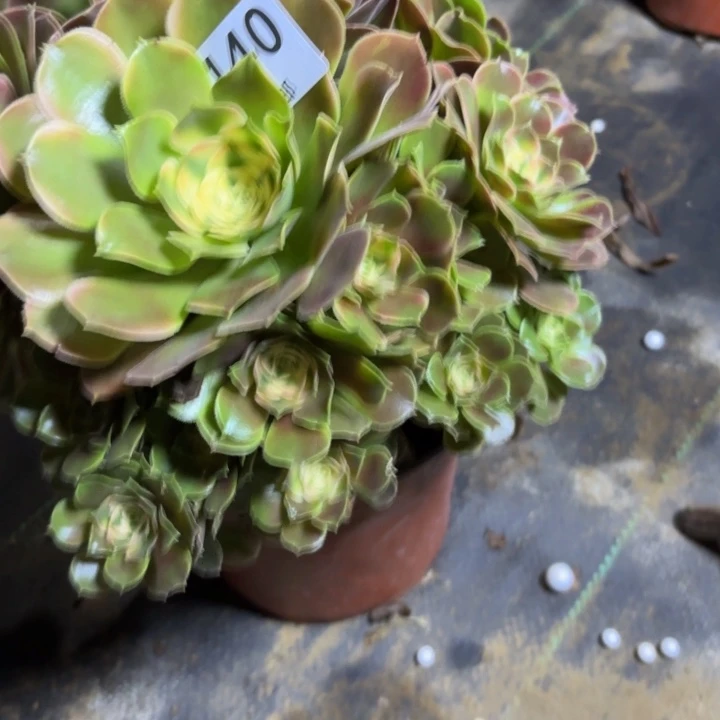 瑞妈，，，。。。。140香妃，