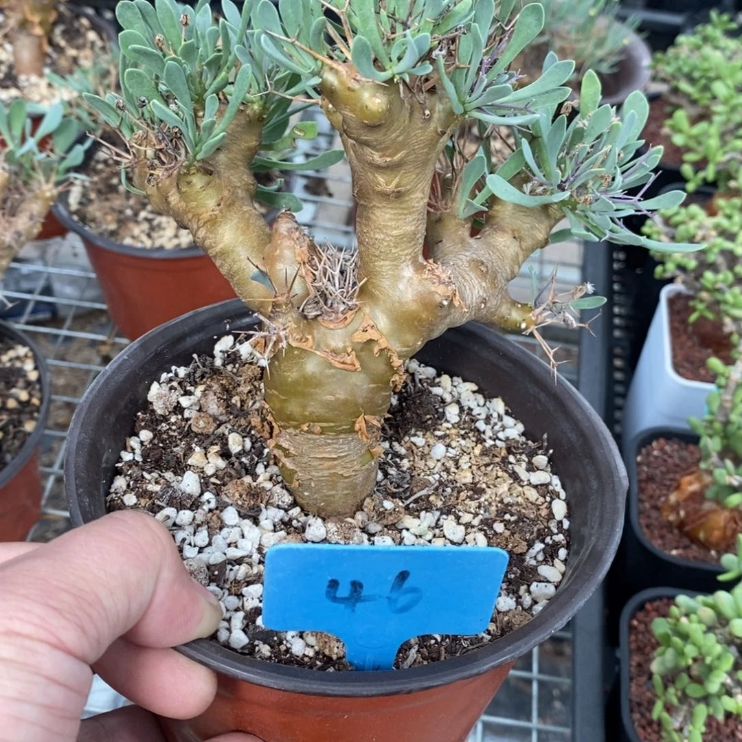 黑鬼殿厚炖菊多肉植物