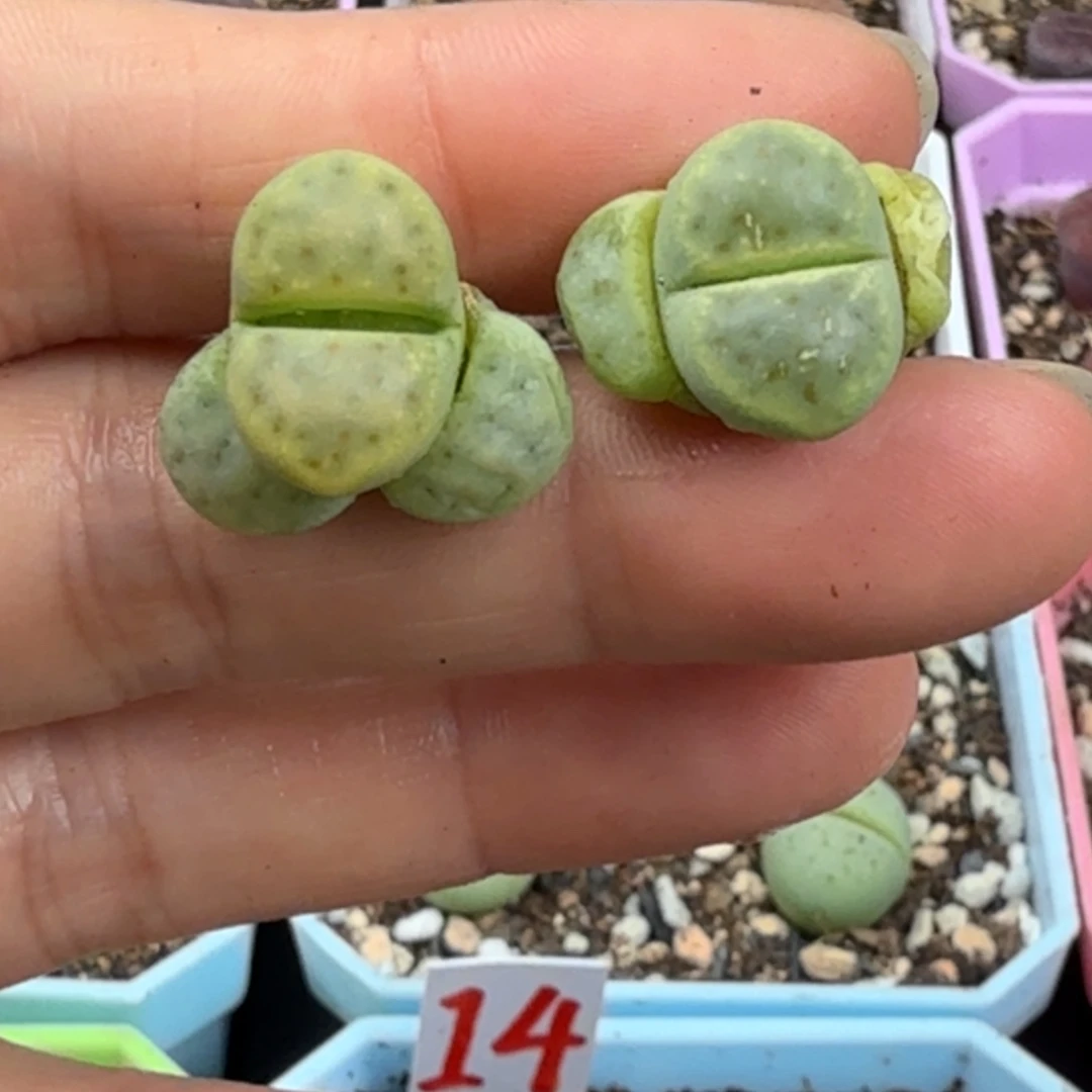 特价惜春一对 脱土发货 85