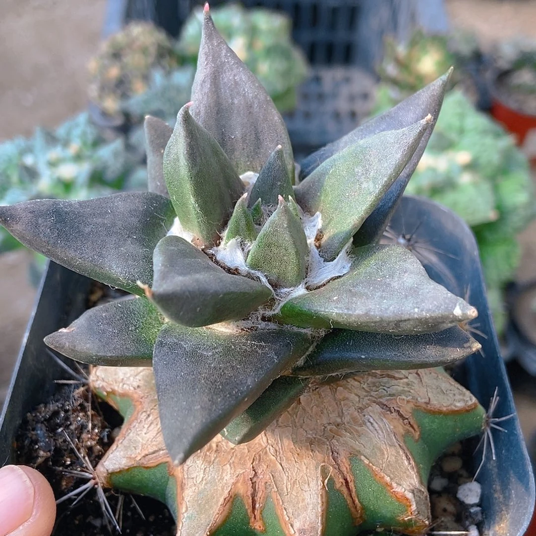 无花朵福利紫叶宽尤龙牙牡丹027