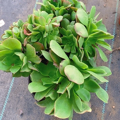 263香炉盘缀化多肉植物