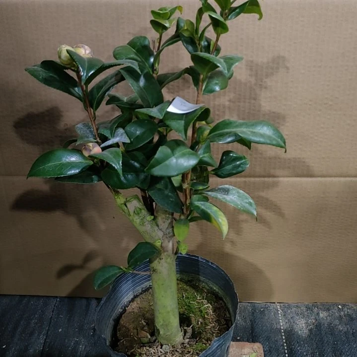 633女郎，原盆原土发货