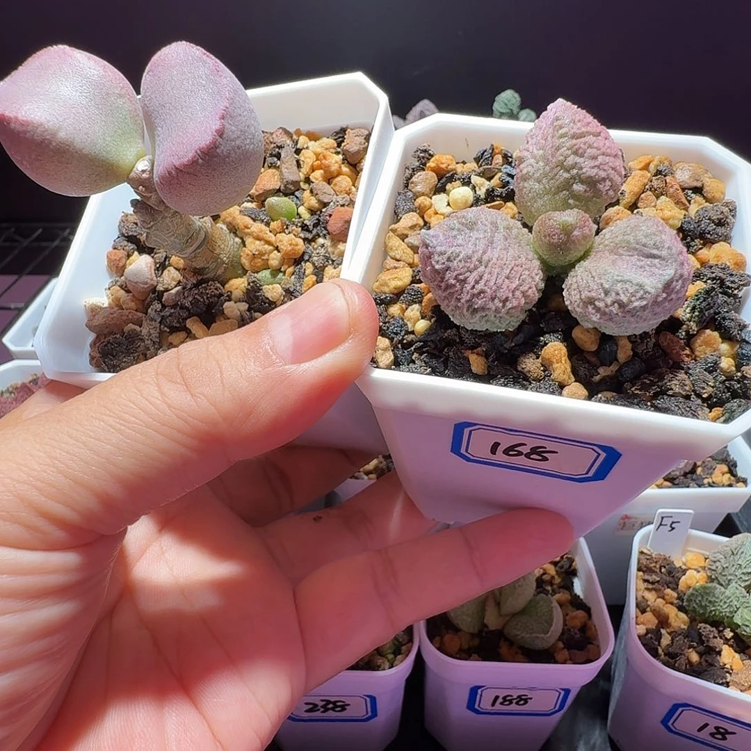 静***～水泡，带盆发货满88包邮