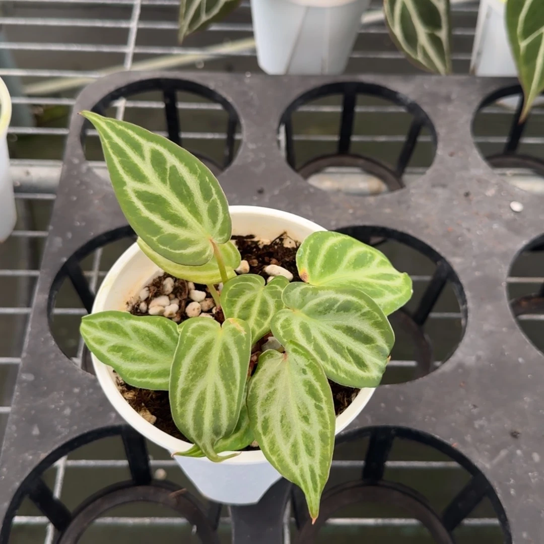 不开花植物粉柠檬红水晶杂撕裂纹