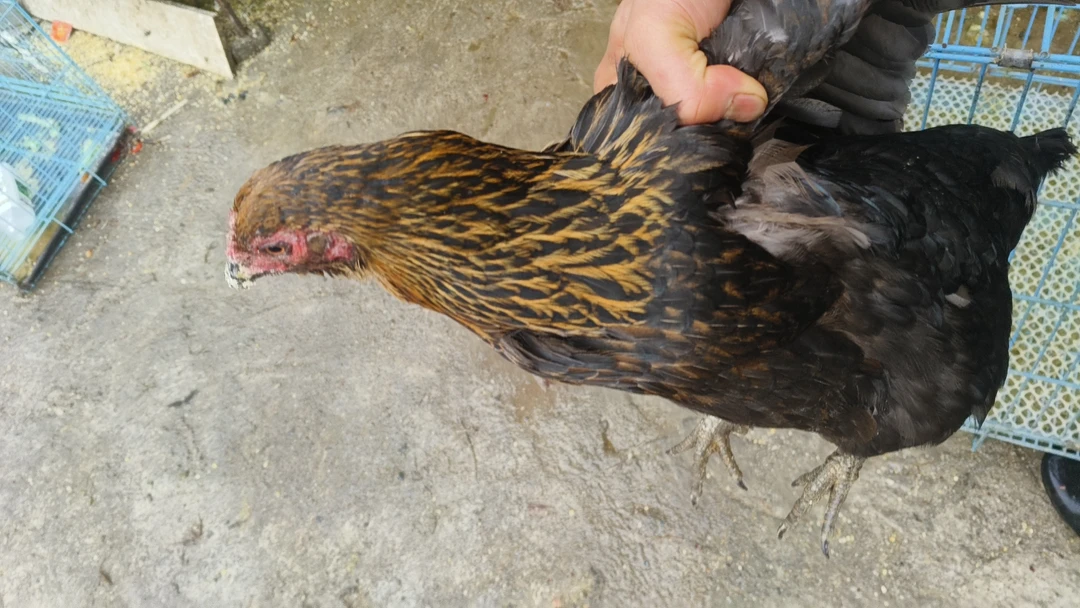 小李散养养殖鸡，鸭，鹅，兔子，鸽子批发