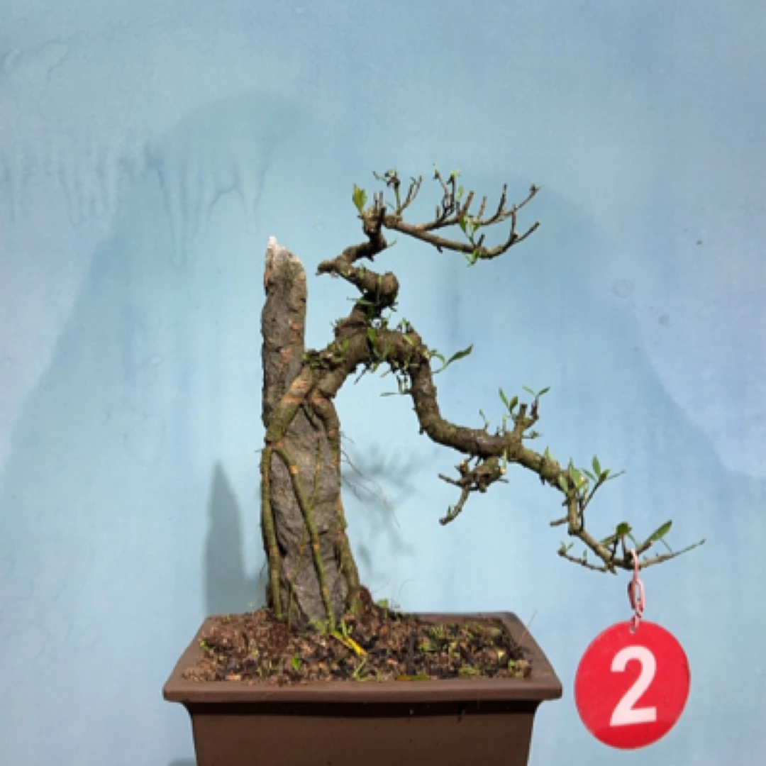 福建海岛春花栀子花杜鹃花新奇植物盆栽盆景枸杞树蓝花楹