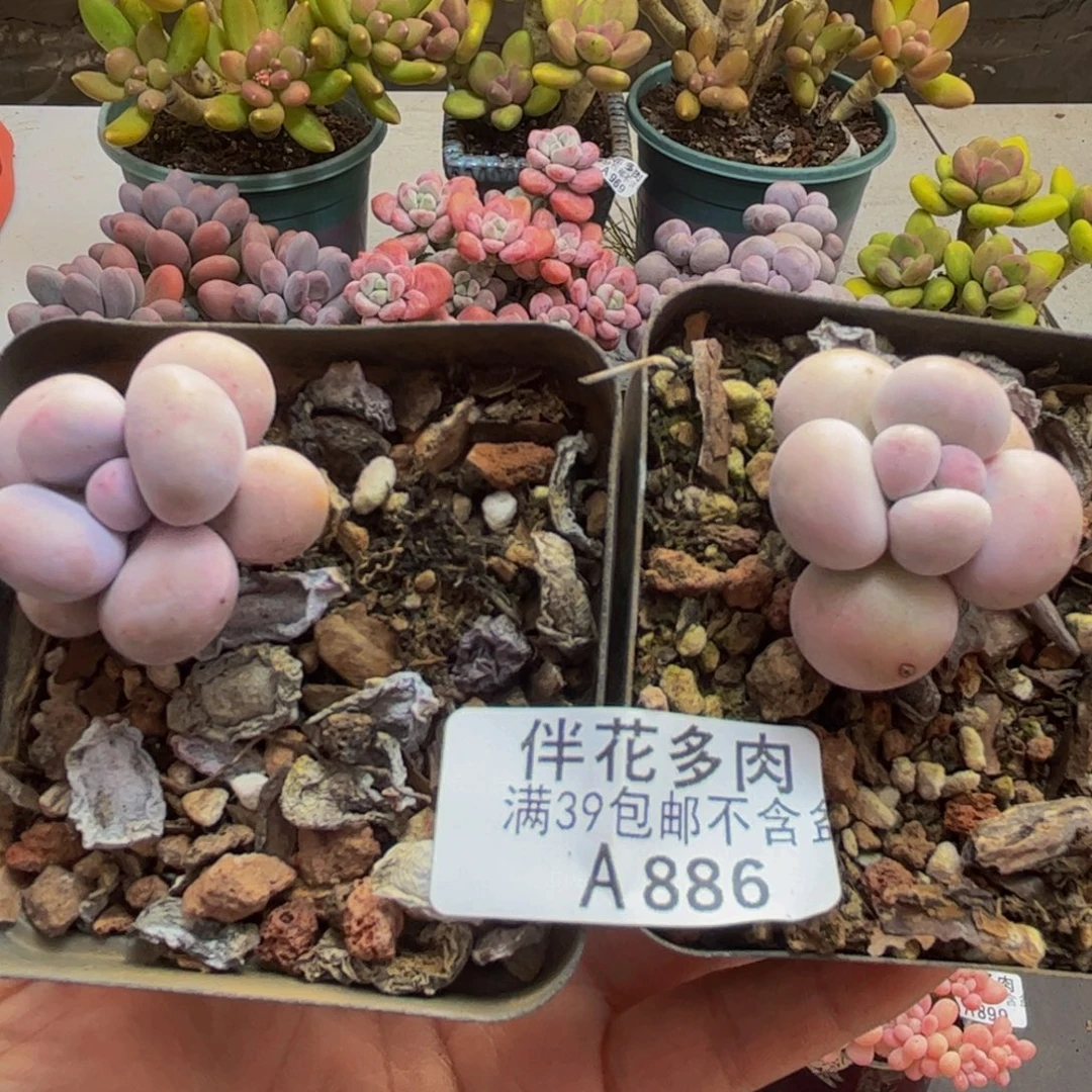886芭比奶酪2颗多肉植物