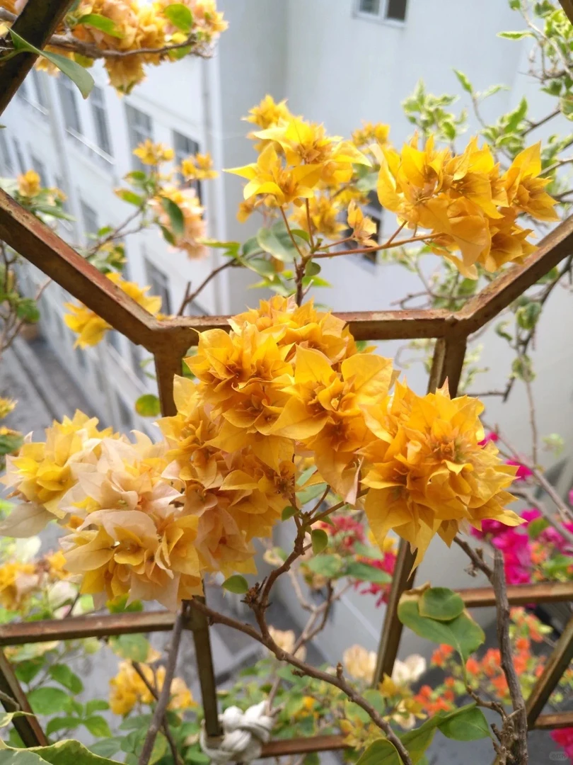 【重瓣黄金】三角梅盆栽庭院阳台飘枝爬藤地栽绿植花卉（终生包对版）