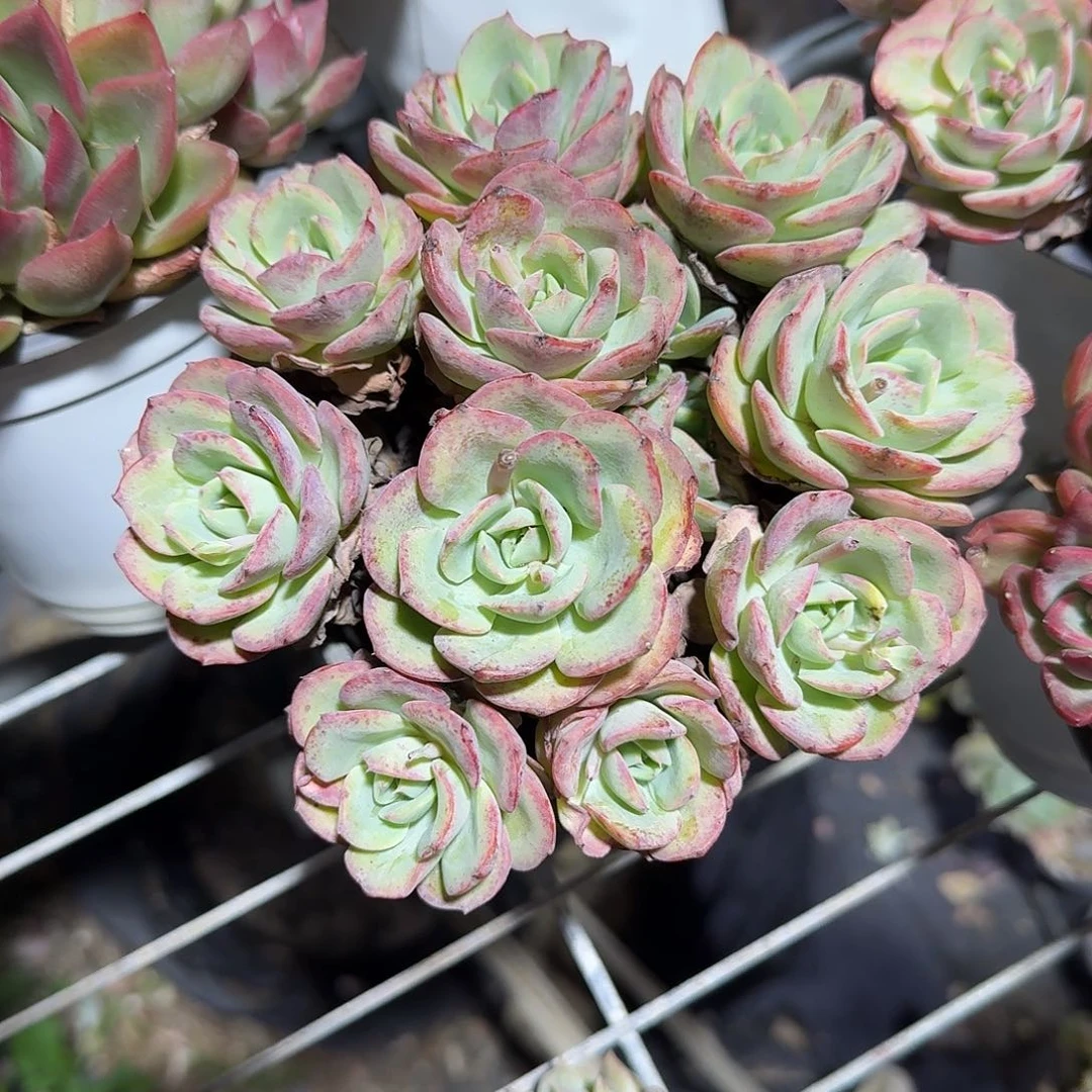 奶油黄桃多肉植物