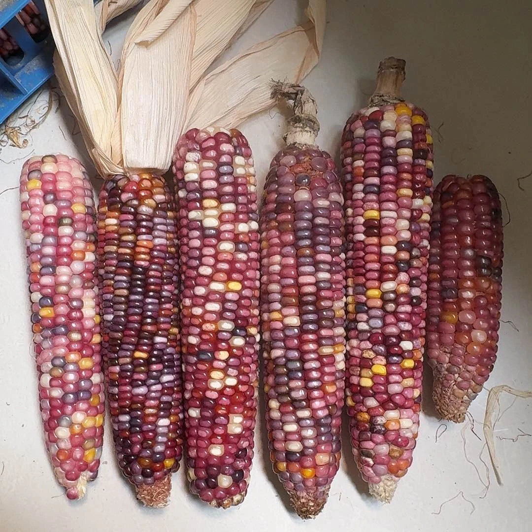 美***~吊坠柏香籽/百香籽