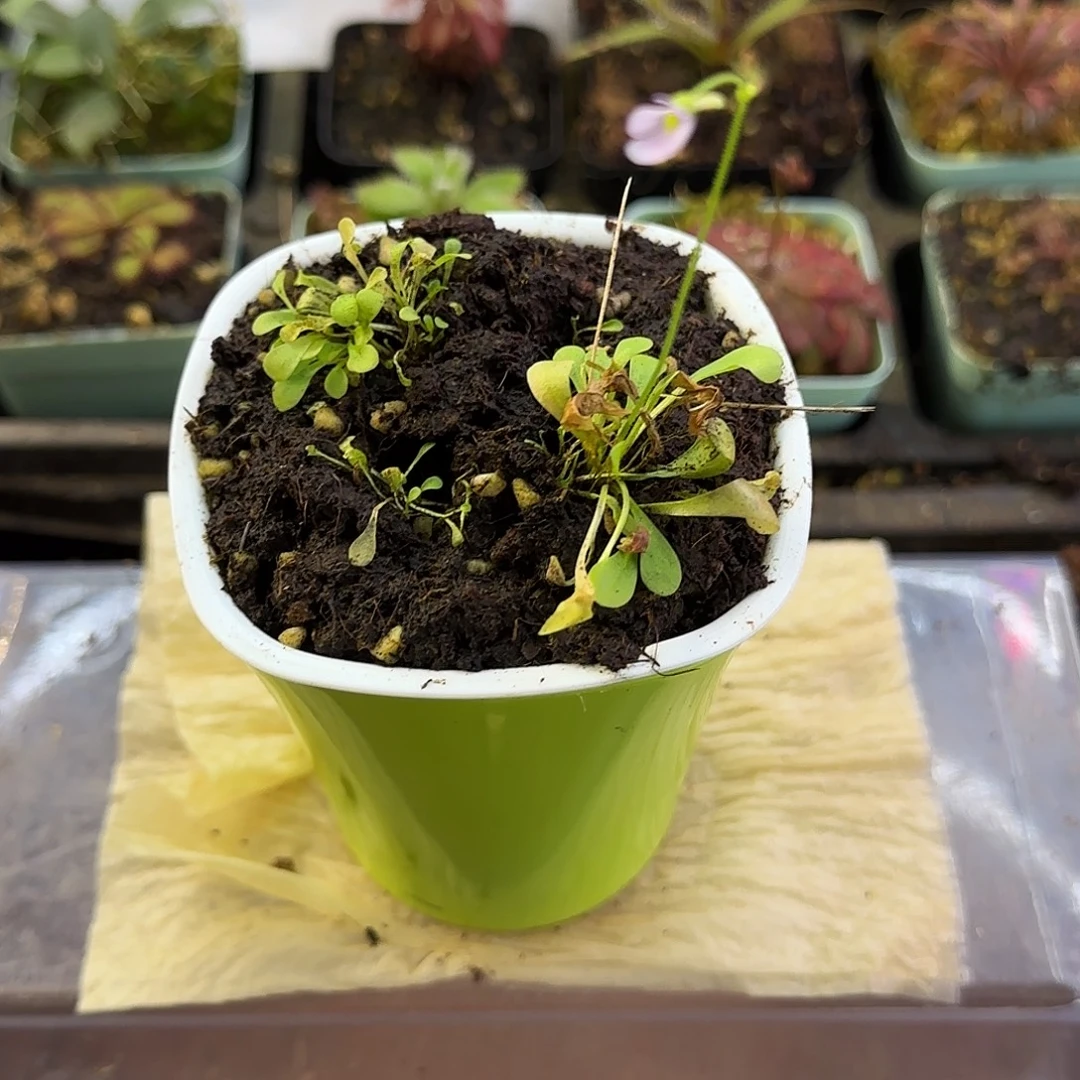 完全开放矮螺旋狸藻