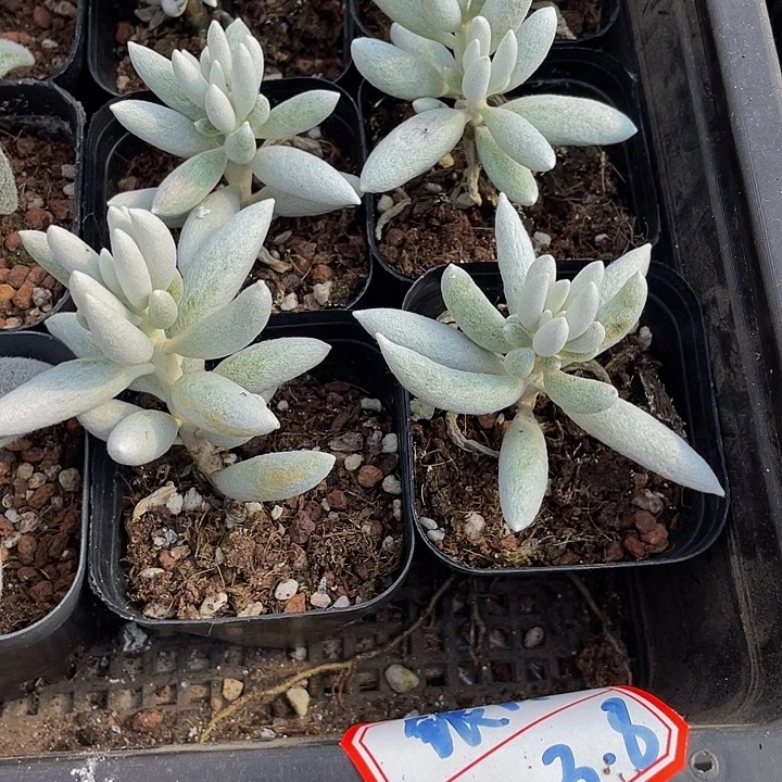 银月3.8带盆土发货