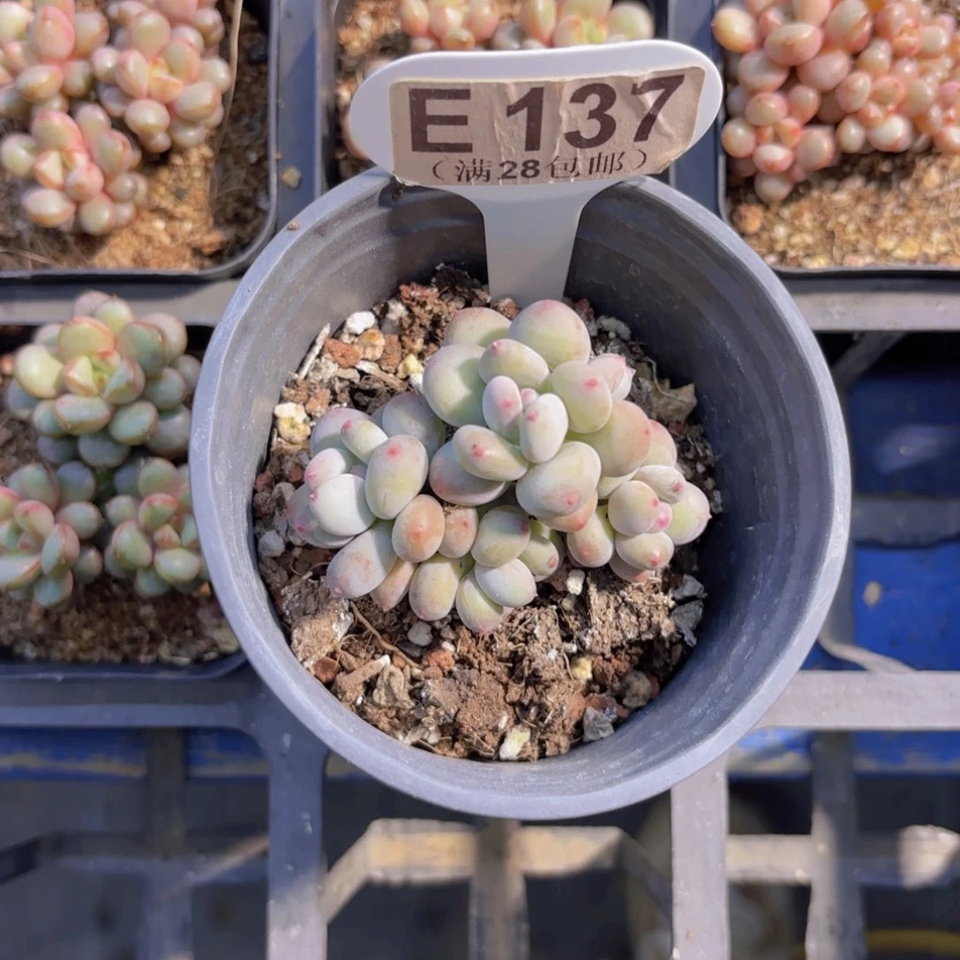 E137萤火虫一物一拍