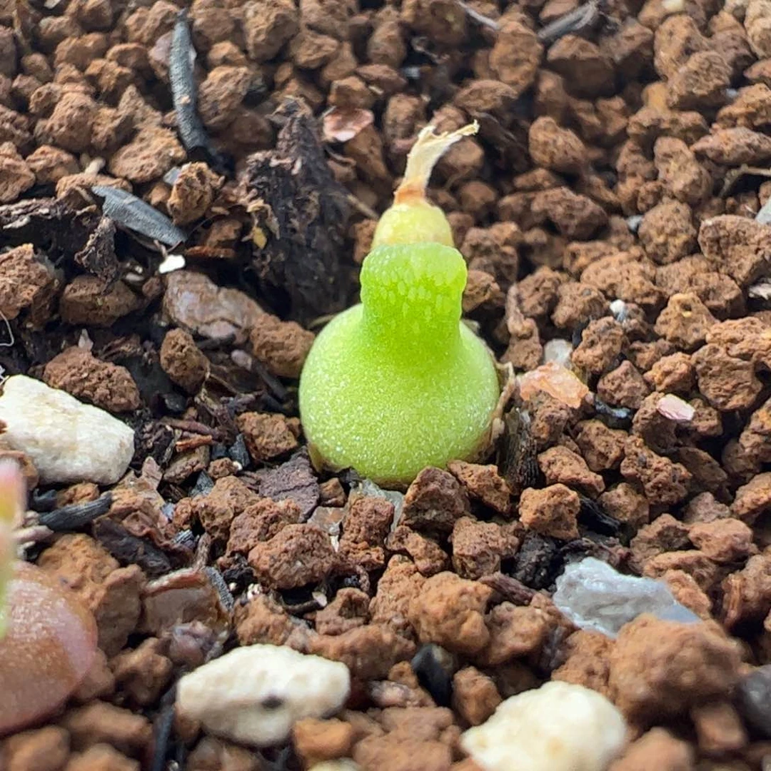 142多肉植物百科