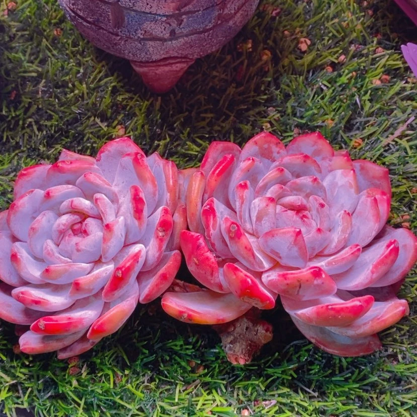 【闪购商品】11111111111