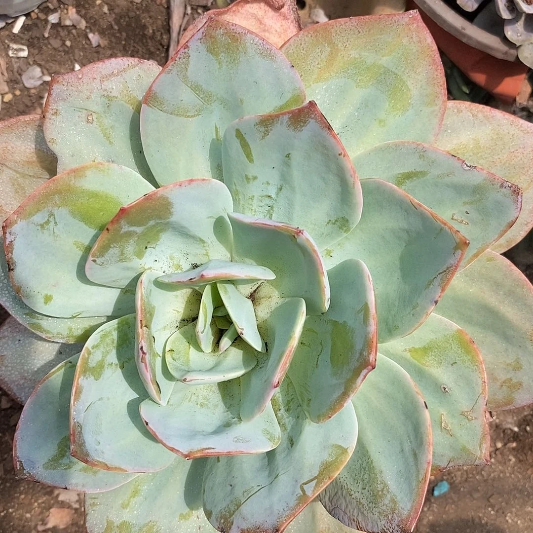 血凤 大单头 18公分➕