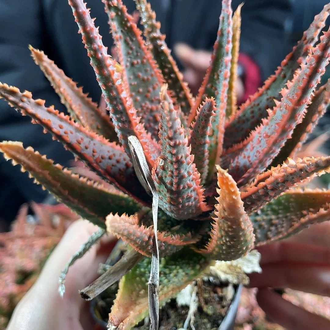 实生Tct园艺芦荟脱土