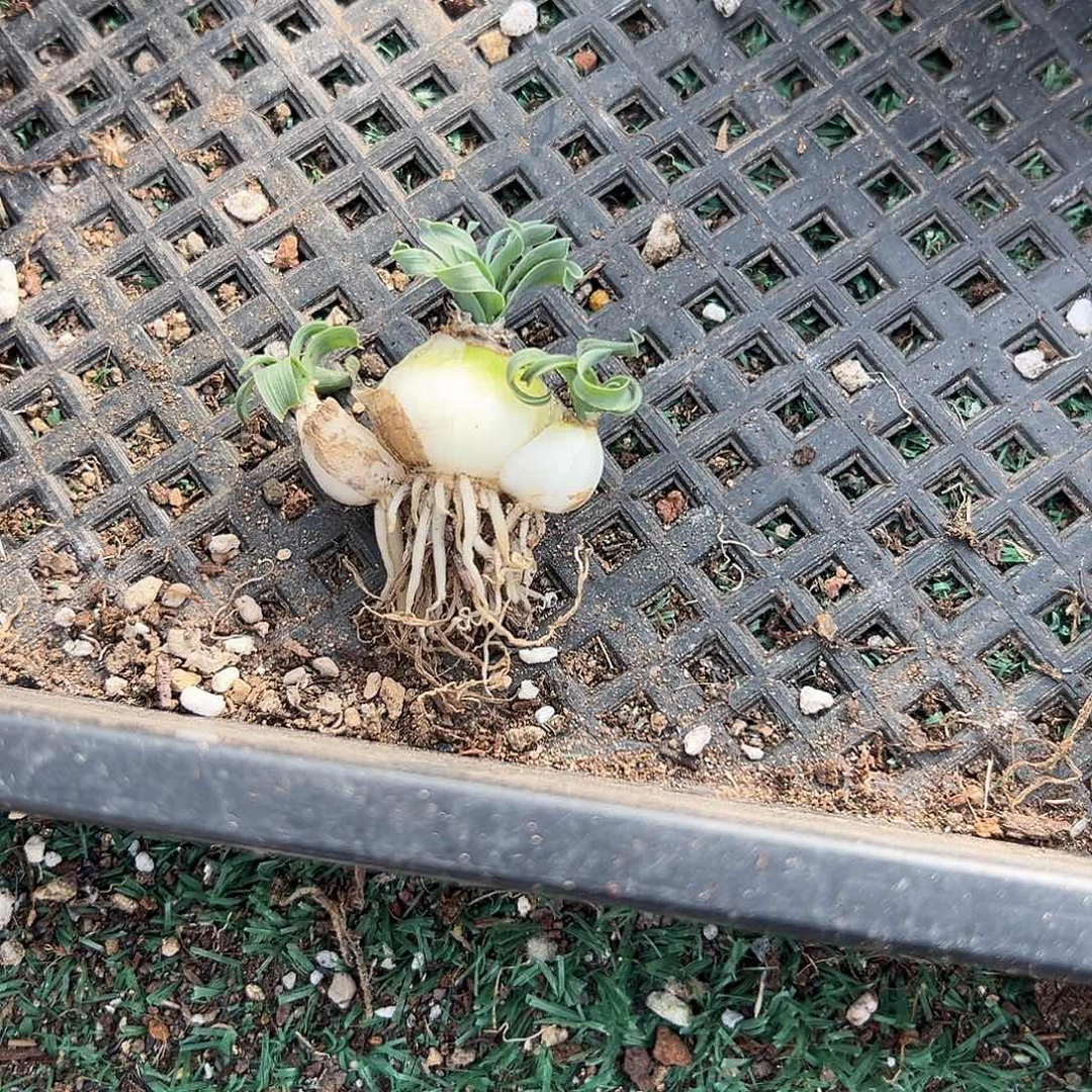 ****࿐三头宽叶，一物一拍