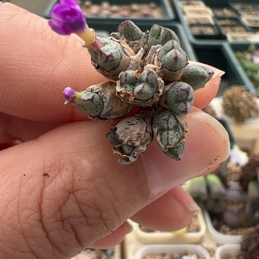 141 好看的多肉冲冲冲