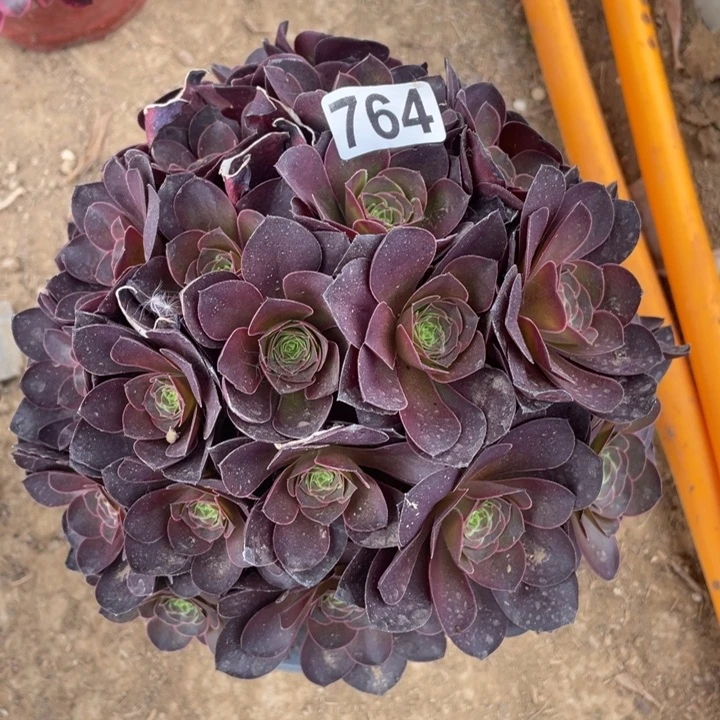 木*～764多肉植物魅金玫瑰