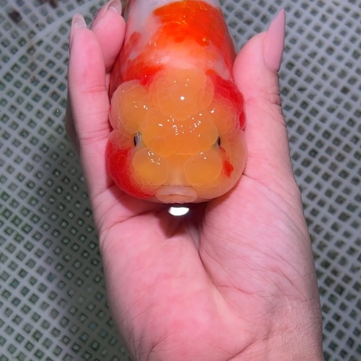 海水鱼兰寿金鱼活体观赏鱼