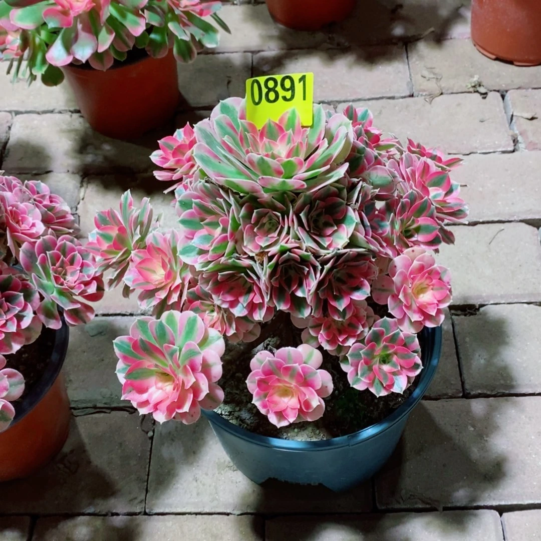 粉女巫多肉植物891