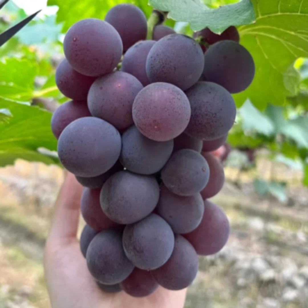 （新）葡萄树苗阳光玫瑰巨峰夏黑妮娜皇后庭院地栽阳台盆栽