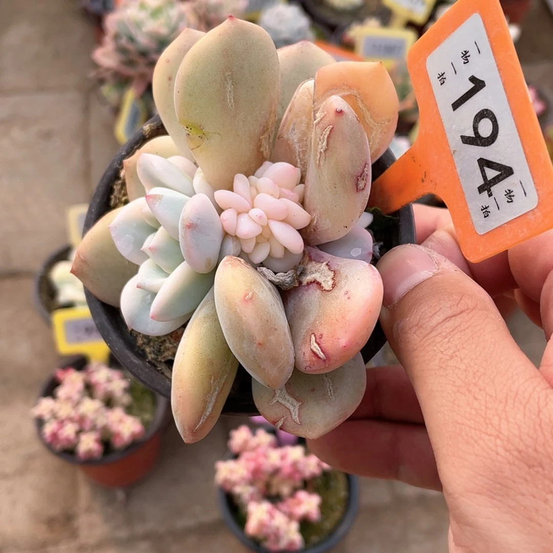 【闪购商品】194号