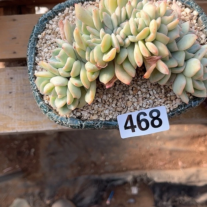 夏***凉多肉植物一物一拍