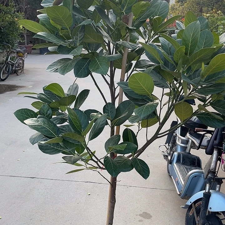 天***我完全开放果树888888