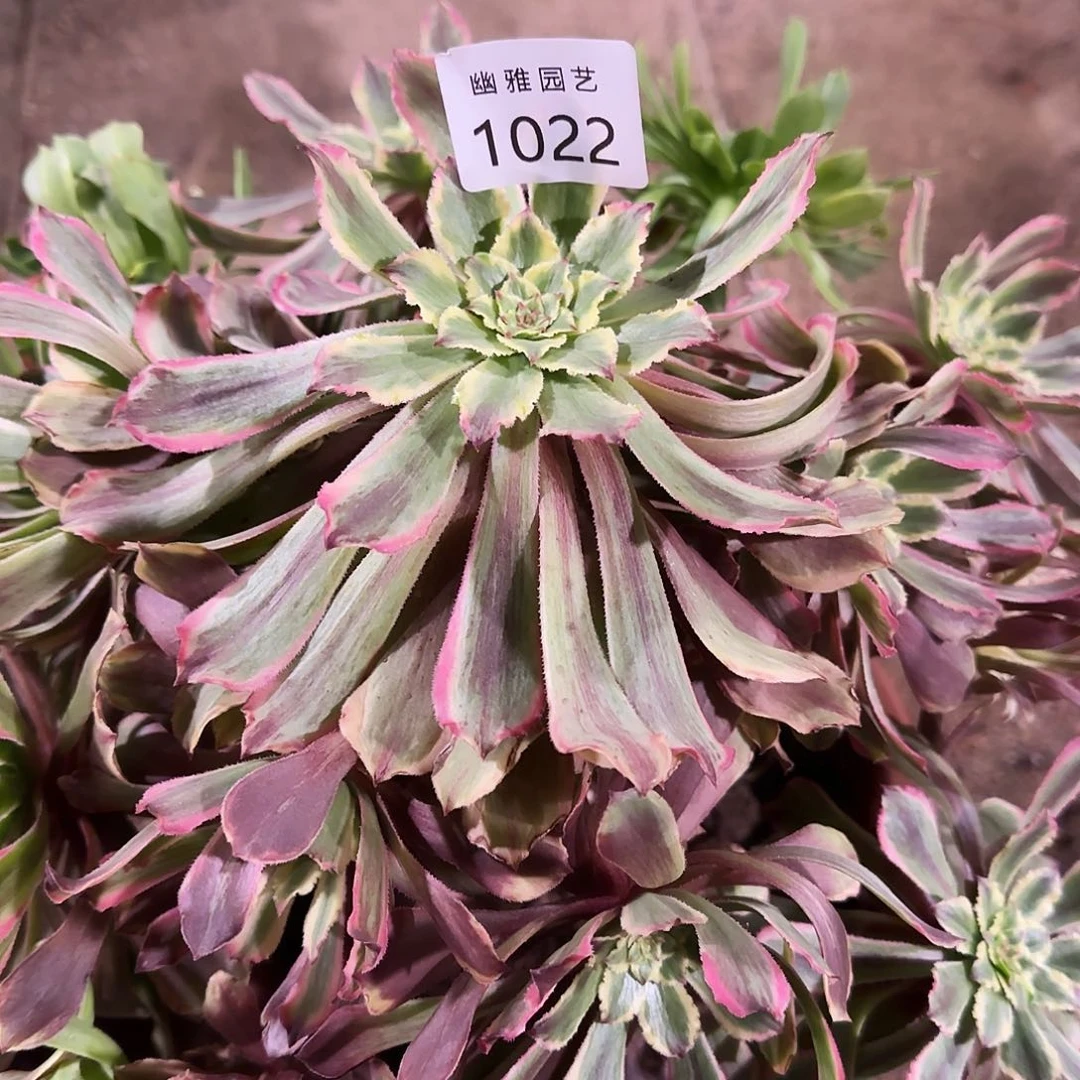 多肉植物萤火粉黛1022