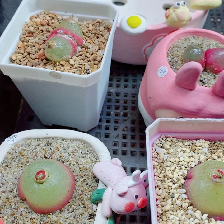 默***出生石花花花花花花花花939