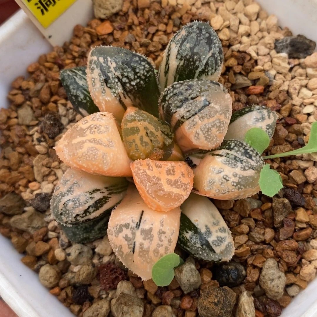 237湖斑摩多寿锦一物一图