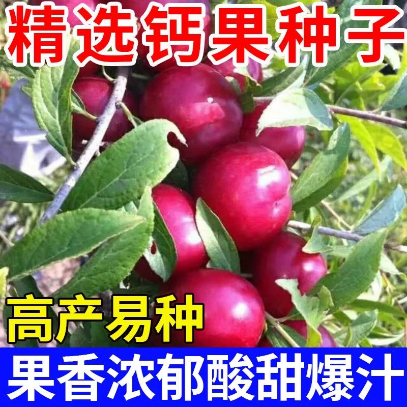 欧李钙果种子纯甜大果耐旱耐寒南北方均可种植结果中华钙果G