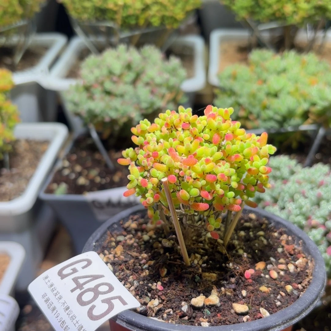 枝干番杏密橘糖球G485