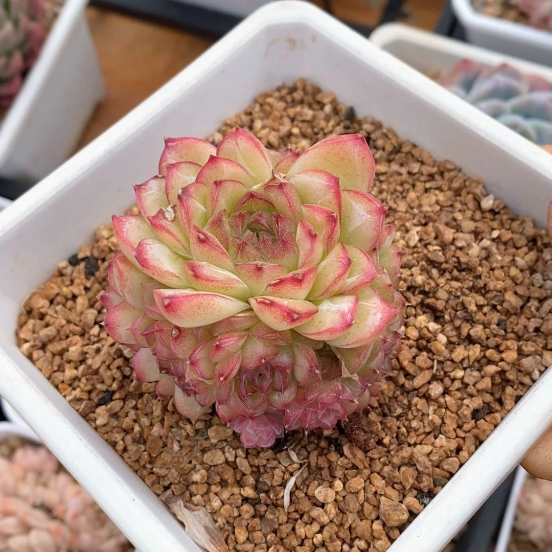 精品多肉一物一拍不包整227