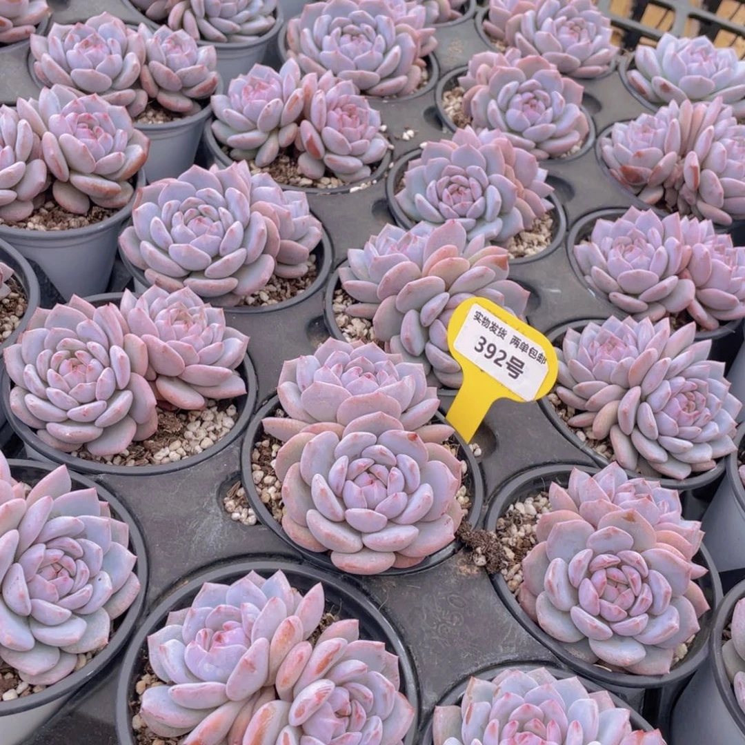 392号 丸叶星星橙大双头一个