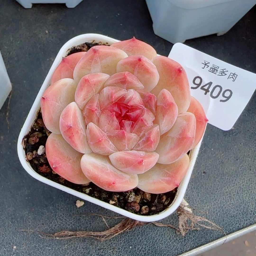 秘境冰魄，9409多肉植物