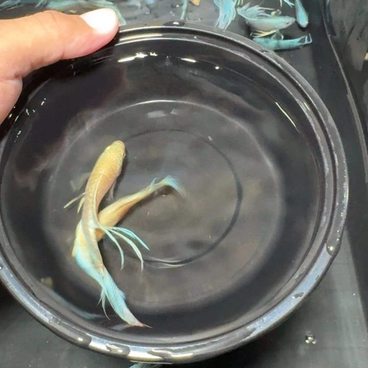 斗鱼直播间对图白蛇38