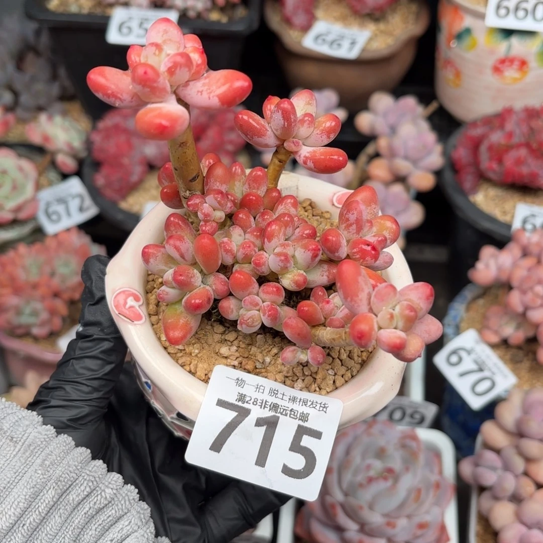 樱花奶整群无发货