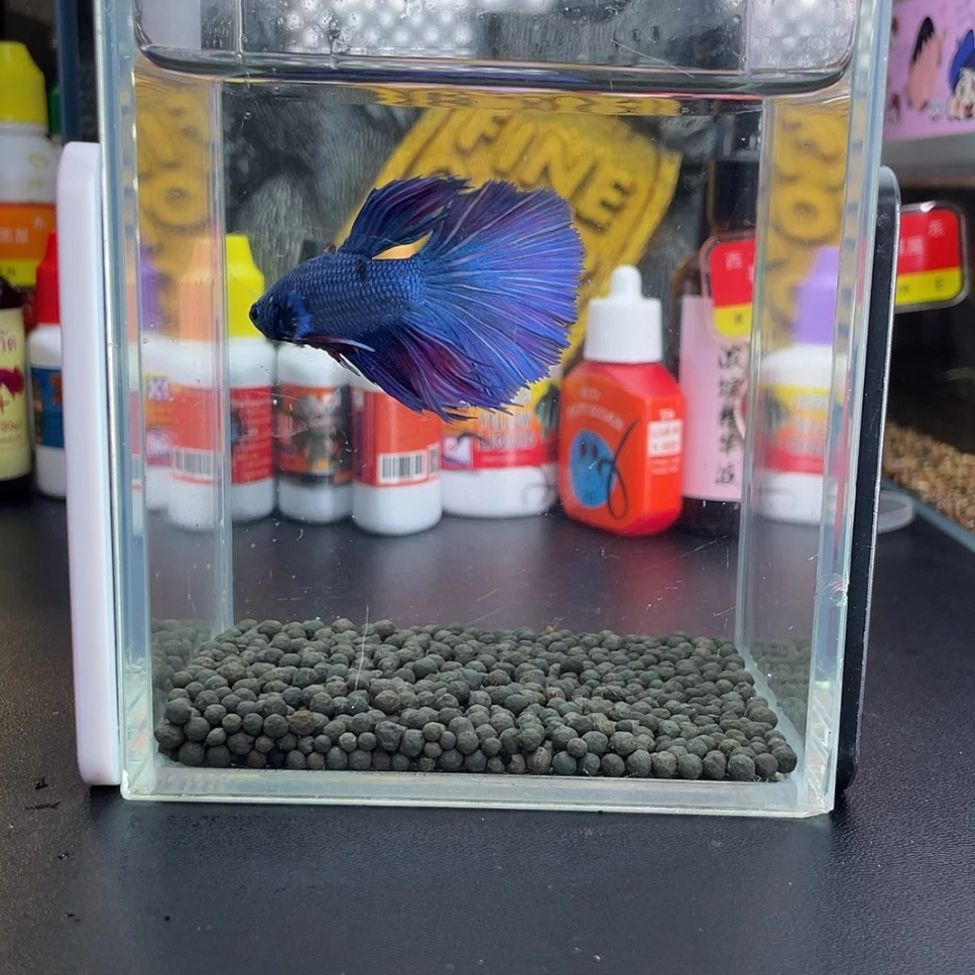 斗鱼61号106早半月