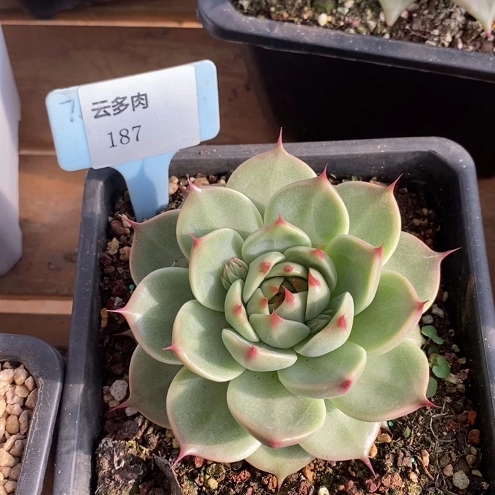 D187- 直播福利 托斯卡