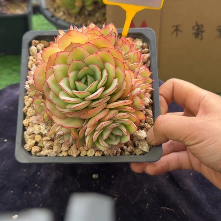 多肉植物牡丹亭群206