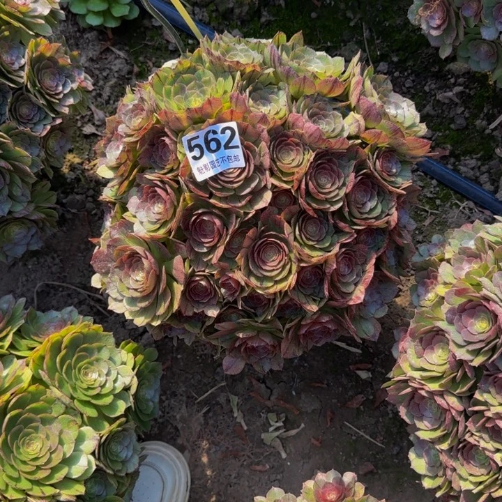 拉丝花27-43包邮花花
