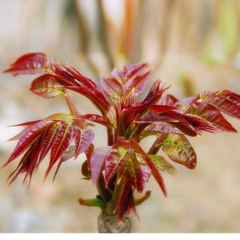 帅轩 红油香椿树苗 四季食用香椿树苗 红芽 绿油香椿盆栽地栽香椿
