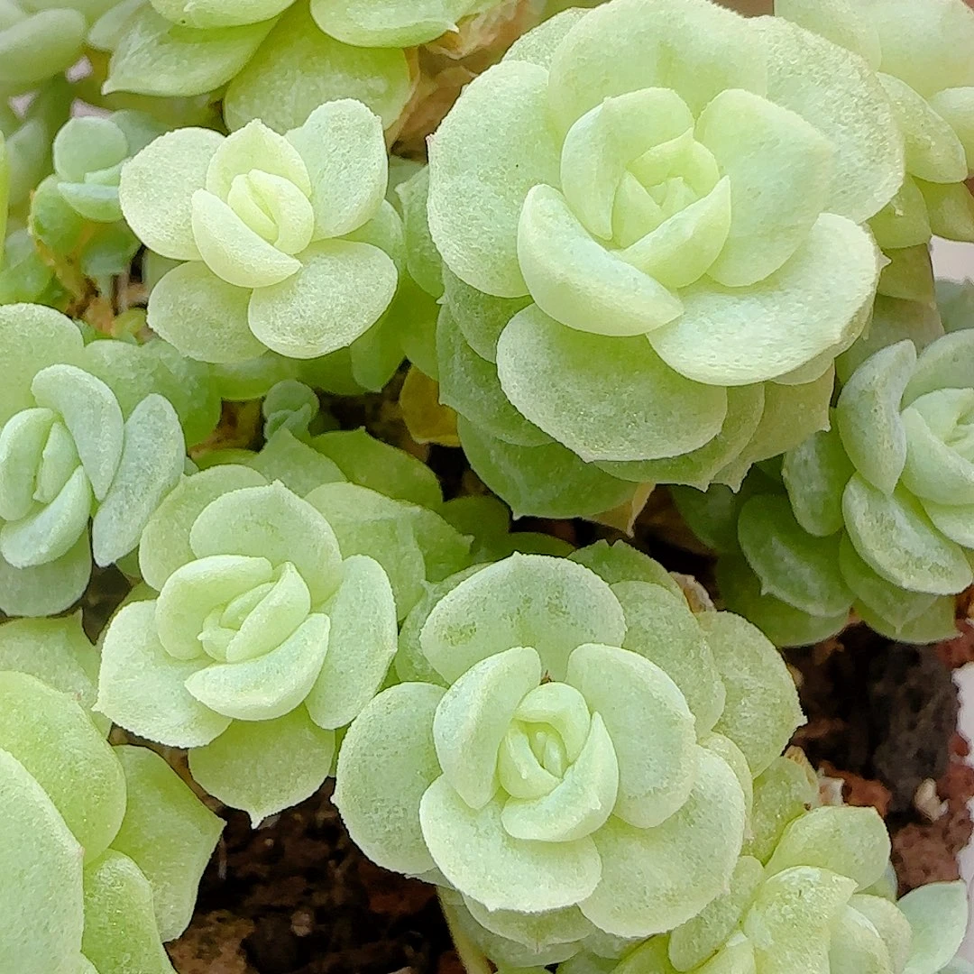 【闪购商品】0915-14圆脸优选麦杆