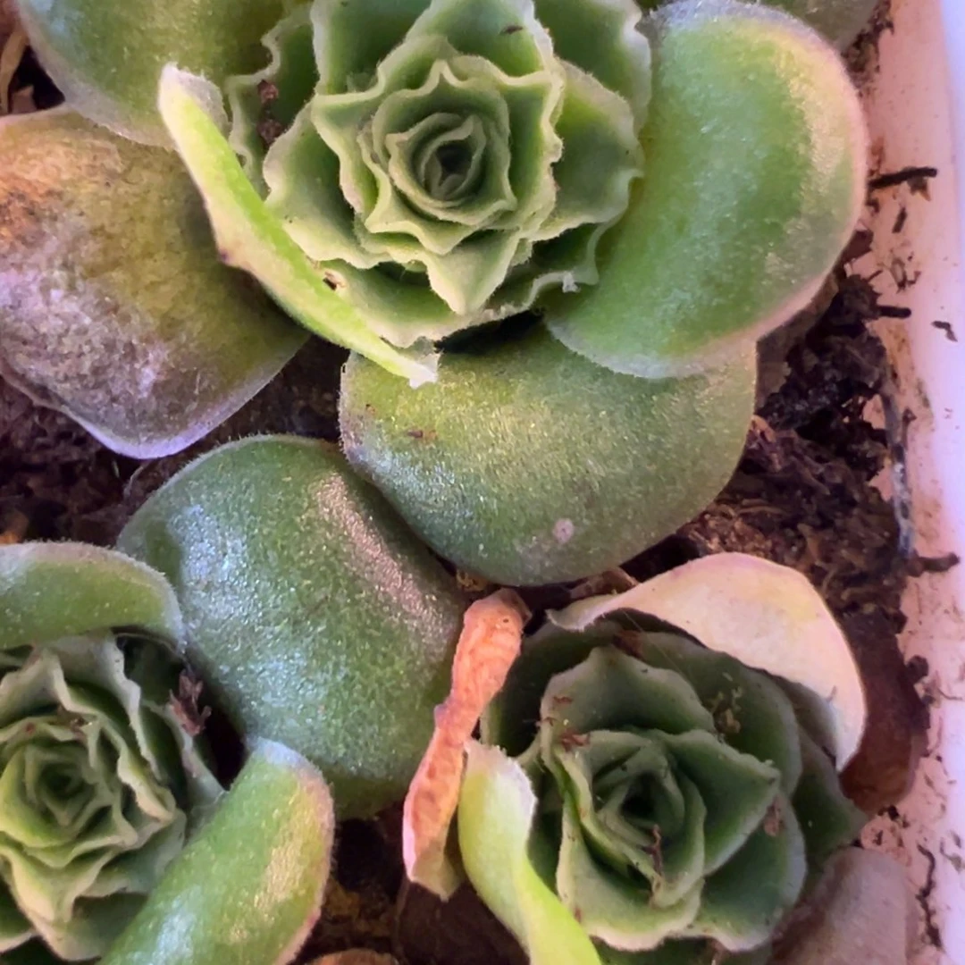 山地玫瑰寄养超级蕾丝一颗4号