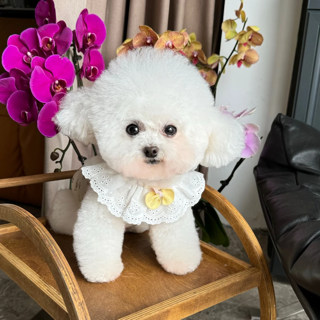 五只小白熊春夏新款碎花蕾丝花边背心泰迪比熊狗狗猫咪弹力居家服