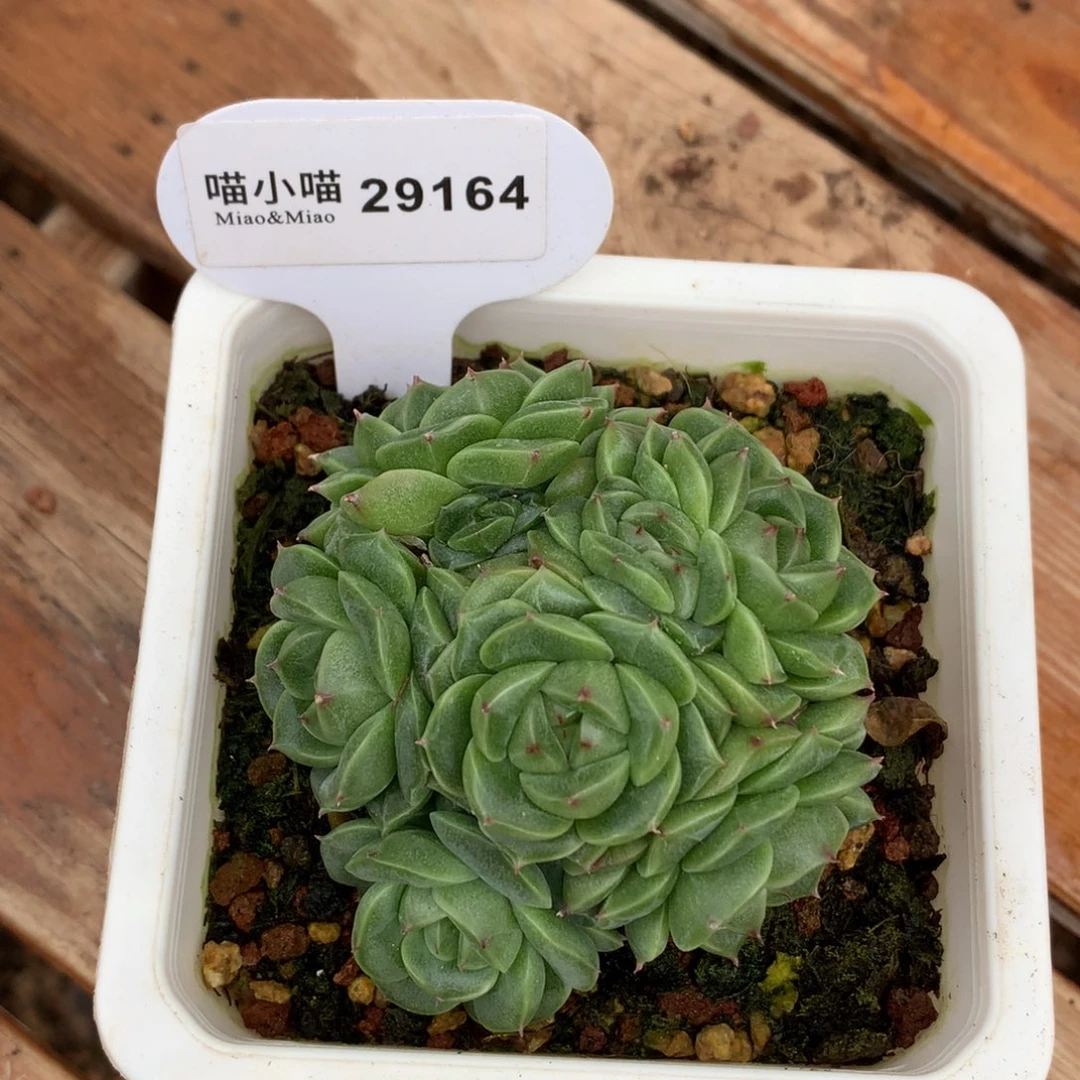 y***r多肉植物杂交珍妮